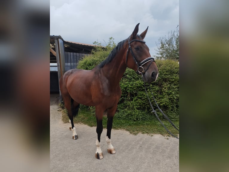 Koń westfalski Wałach 4 lat 175 cm Gniada in Brakel