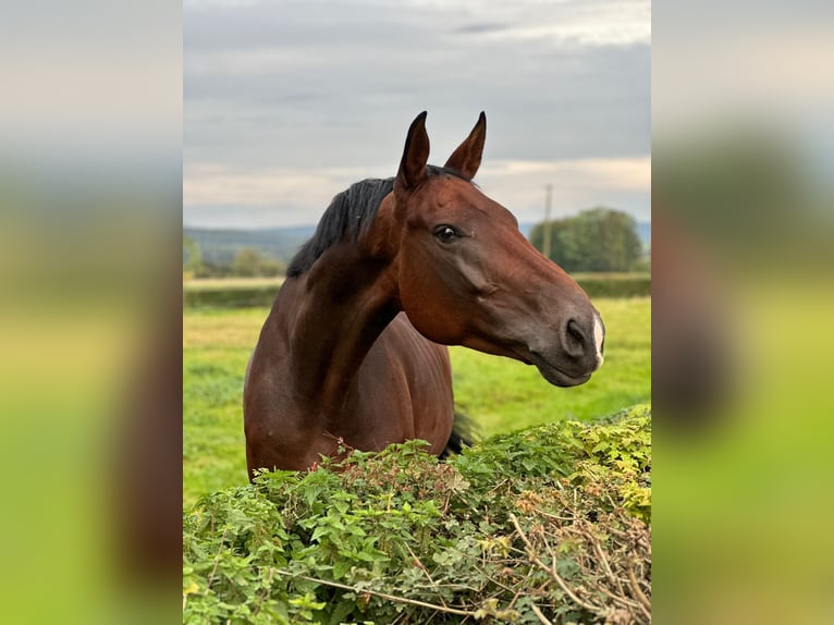 Koń westfalski Wałach 4 lat 175 cm Gniada in Brakel