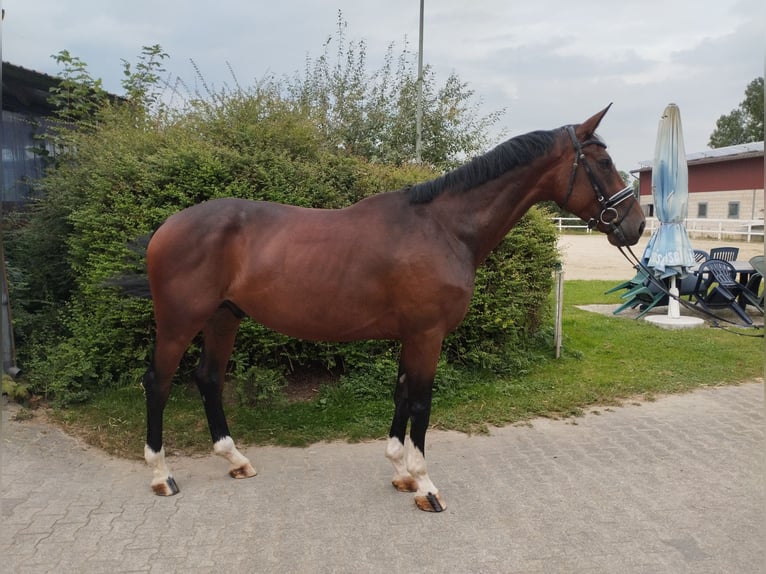 Koń westfalski Wałach 4 lat 175 cm Gniada in Brakel