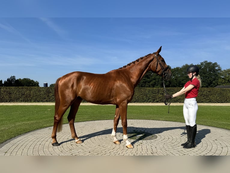 Koń westfalski Wałach 4 lat 175 cm Kasztanowata in Münster