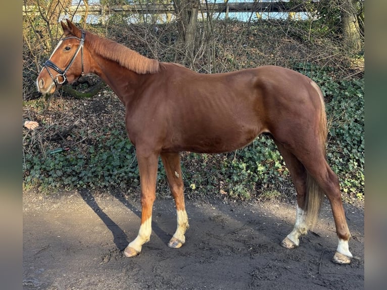 Koń westfalski Wałach 4 lat 175 cm Kasztanowata in Oberhausen