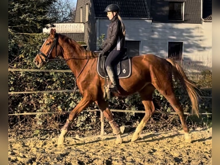 Koń westfalski Wałach 4 lat 175 cm Kasztanowata in Oberhausen