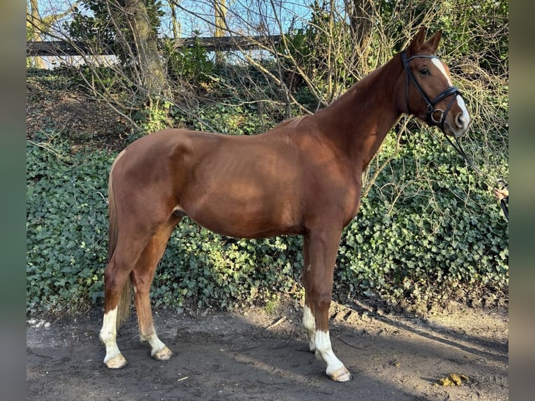 Koń westfalski Wałach 4 lat 175 cm Kasztanowata in Oberhausen