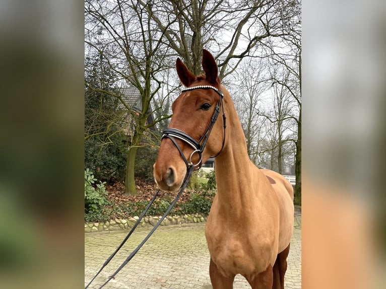 Koń westfalski Wałach 4 lat 176 cm Kasztanowata in Warendorf