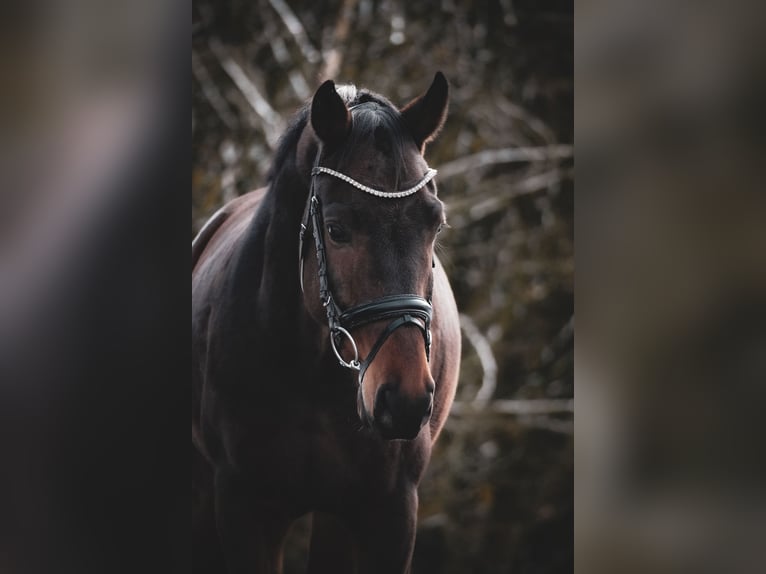 Koń westfalski Wałach 5 lat 162 cm Gniada in Nettersheim