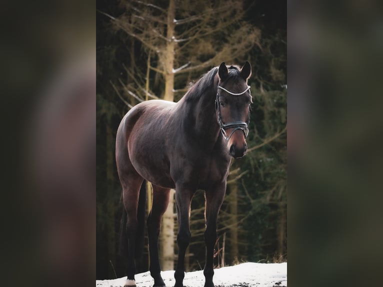 Koń westfalski Wałach 5 lat 162 cm Gniada in Nettersheim