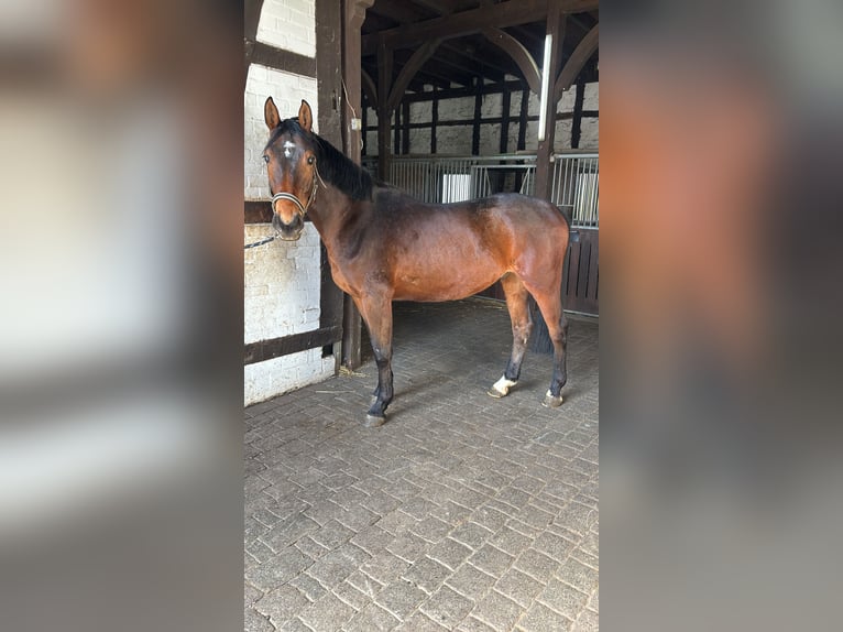 Koń westfalski Wałach 5 lat 163 cm Gniada in Bönen