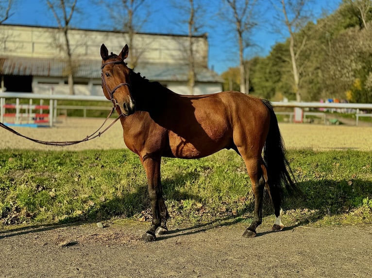 Koń westfalski Wałach 5 lat 163 cm Gniada in Ústí nad Labem