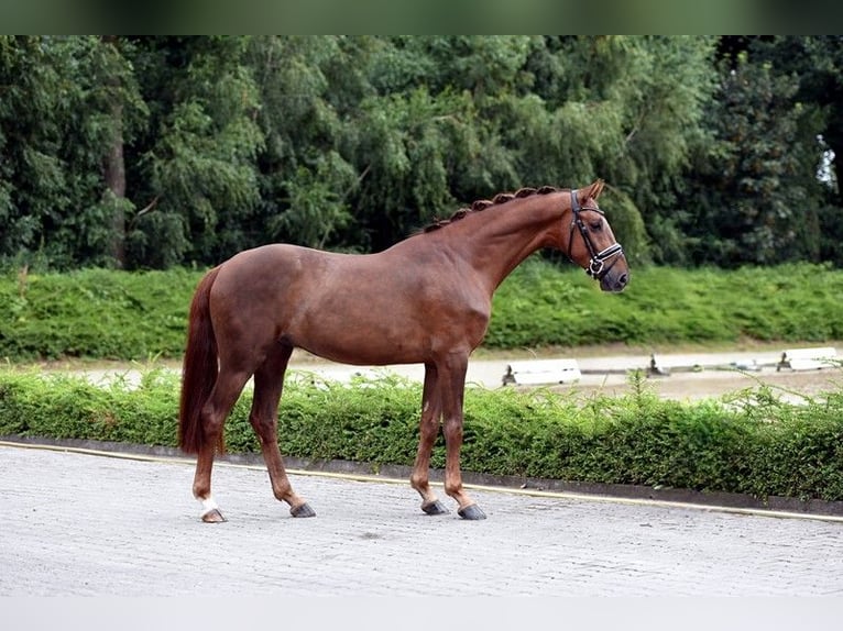 Koń westfalski Wałach 5 lat 163 cm Kasztanowata in Vechta