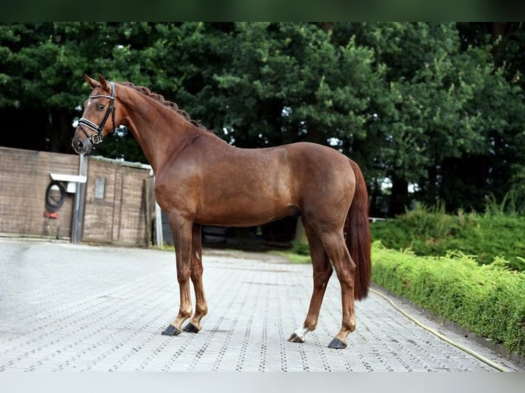 Koń westfalski Wałach 5 lat 163 cm Kasztanowata in Vechta