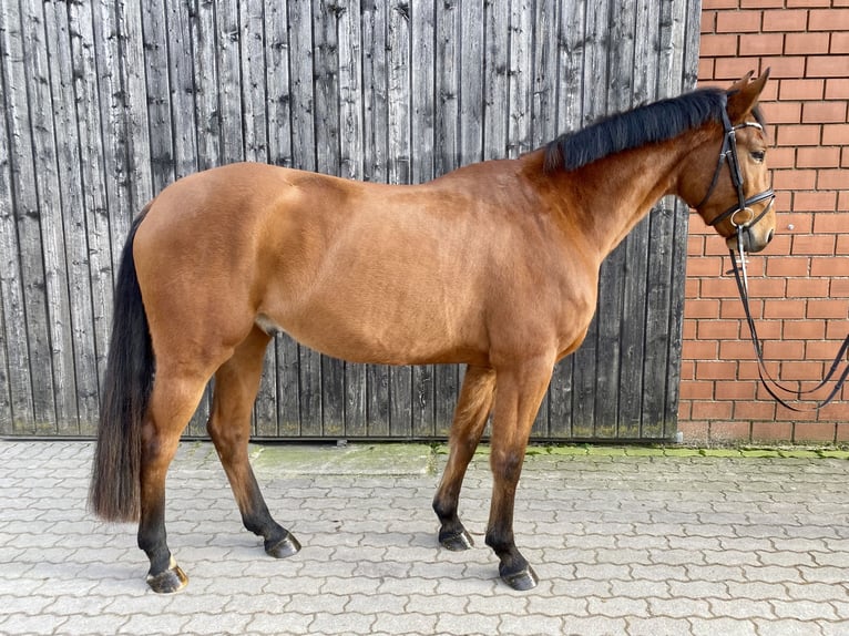 Koń westfalski Wałach 5 lat 165 cm Jasnogniada in Königslutter am Elm