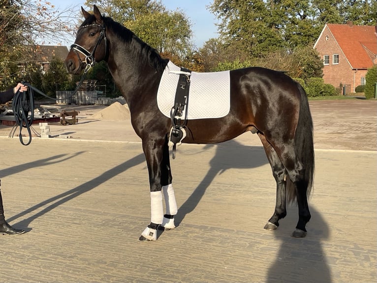 Koń westfalski Wałach 5 lat 167 cm Ciemnogniada in LienenLienen