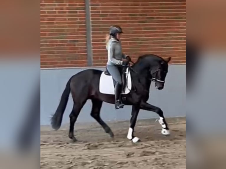 Koń westfalski Wałach 5 lat 167 cm Ciemnogniada in LienenLienen