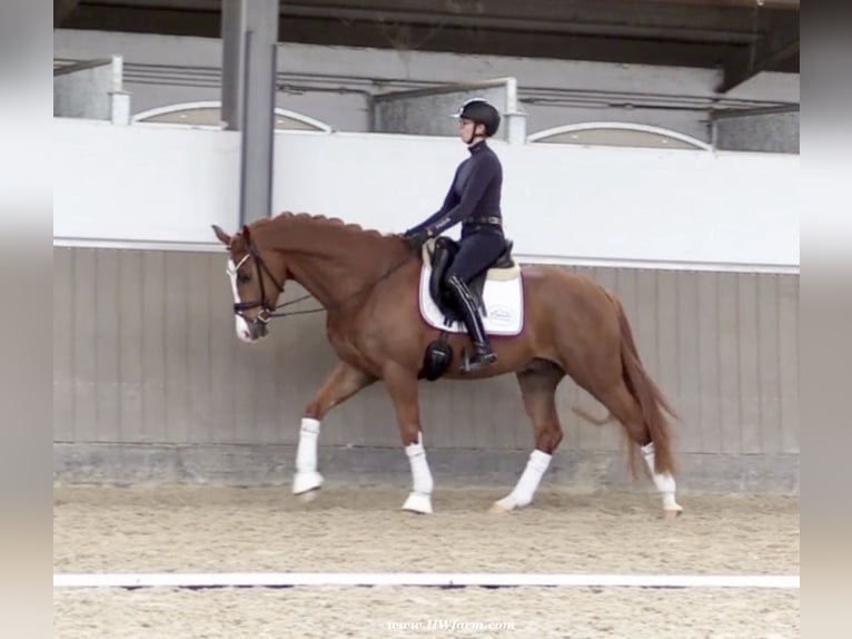 Koń westfalski Wałach 5 lat 167 cm Ciemnokasztanowata in Greven