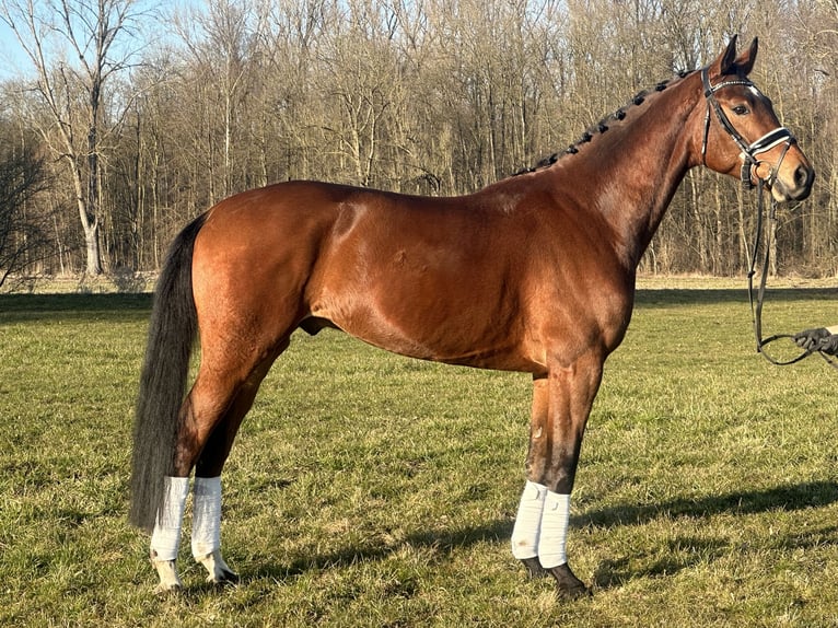 Koń westfalski Wałach 5 lat 167 cm Gniada in Riedlingen