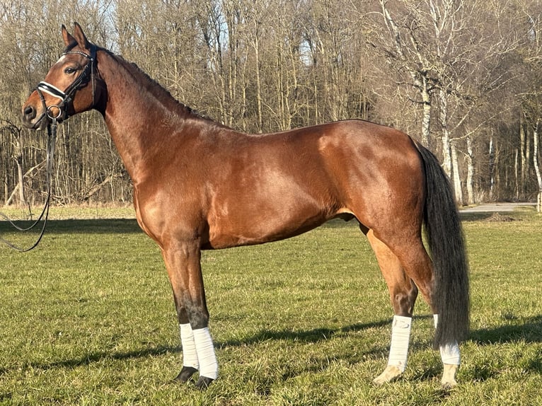 Koń westfalski Wałach 5 lat 167 cm Gniada in Riedlingen