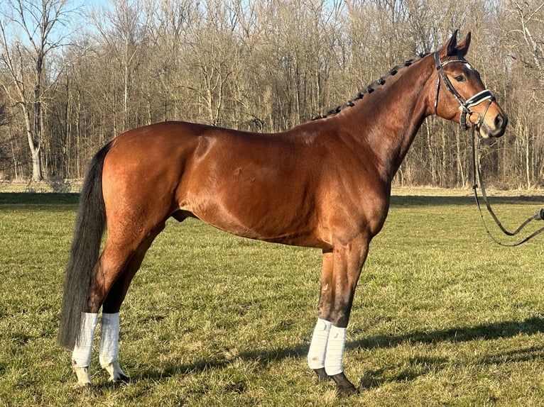 Koń westfalski Wałach 5 lat 167 cm Gniada in Riedlingen