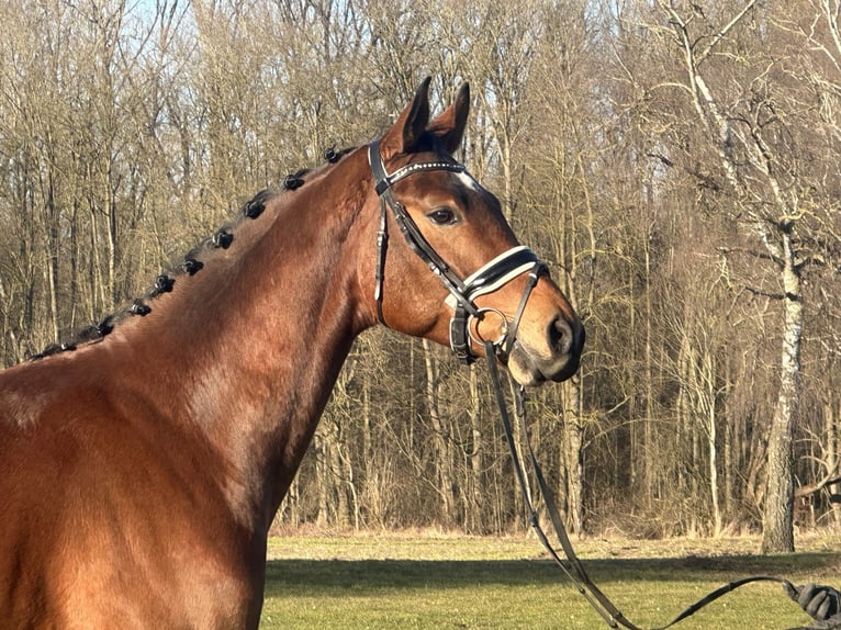 Koń westfalski Wałach 5 lat 167 cm Gniada in Riedlingen