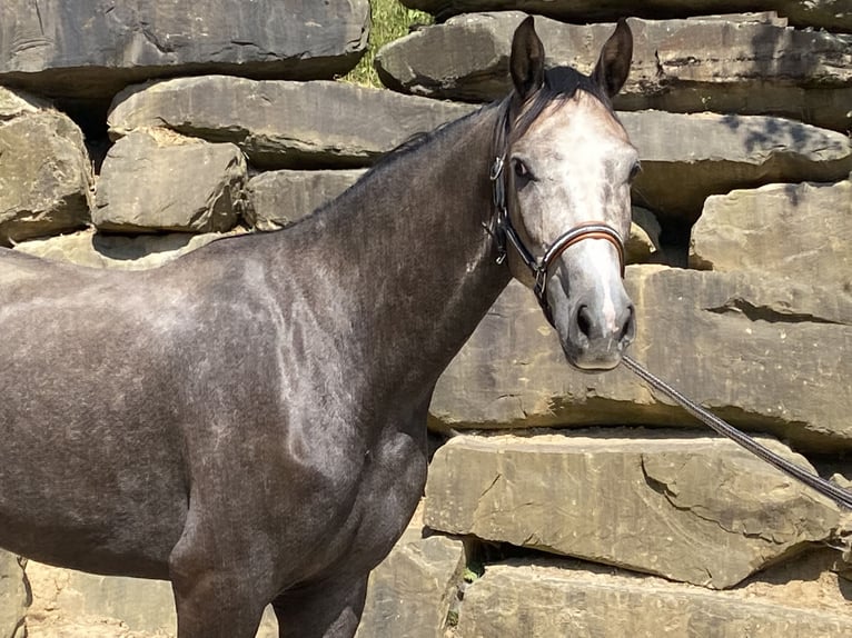 Koń westfalski Wałach 5 lat 167 cm Siwa in Bad Honnef