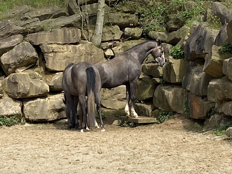 Koń westfalski Wałach 5 lat 167 cm Siwa in Bad Honnef