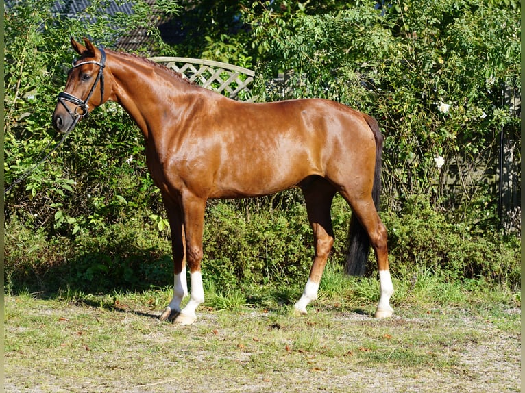 Koń westfalski Wałach 5 lat 168 cm Ciemnokasztanowata in Hohenfelde