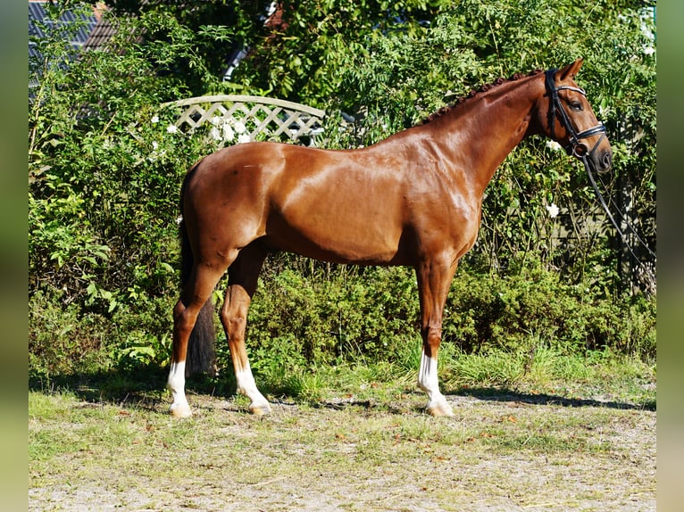 Koń westfalski Wałach 5 lat 168 cm Ciemnokasztanowata in Hohenfelde