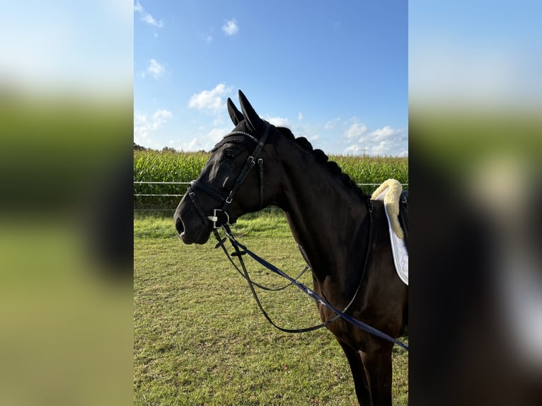 Koń westfalski Wałach 5 lat 168 cm Kara in Münster