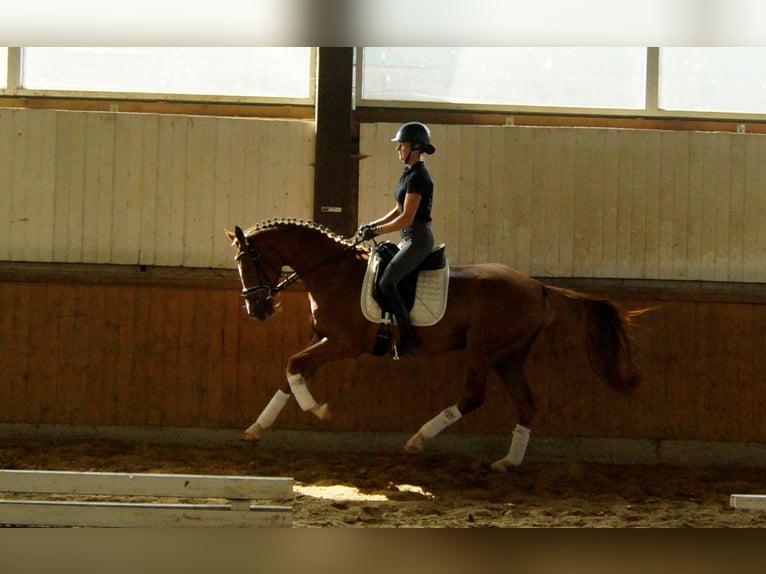 Koń westfalski Wałach 5 lat 168 cm Kasztanowata in Iserlohn