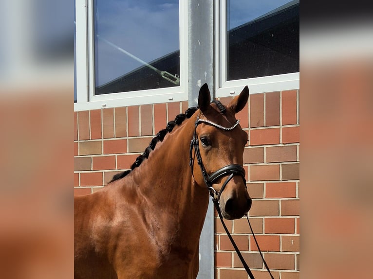 Koń westfalski Wałach 5 lat 168 cm in Vechta