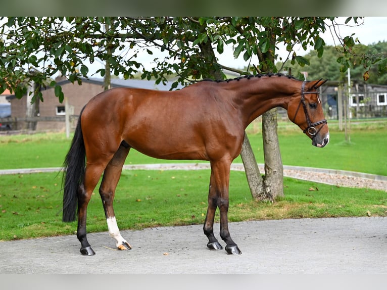 Koń westfalski Wałach 5 lat 169 cm Gniada in GROTE-BROGEL