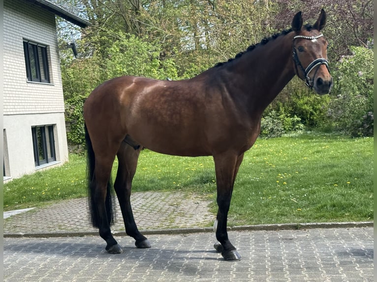 Koń westfalski Wałach 5 lat 169 cm Gniada in Paderborn