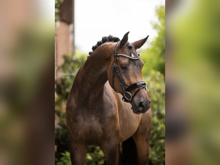 Koń westfalski Wałach 5 lat 170 cm Ciemnogniada in Hörstel