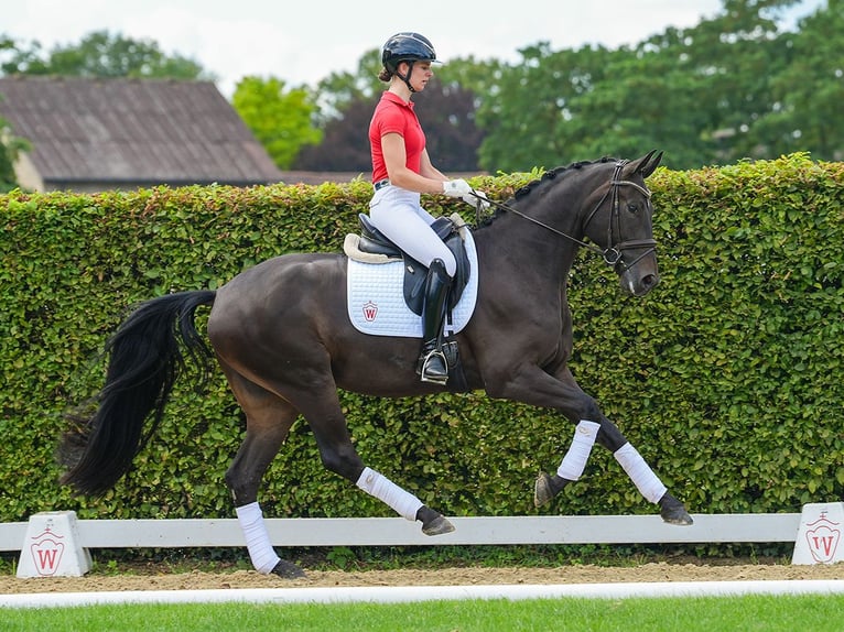 Koń westfalski Wałach 5 lat 170 cm Ciemnogniada in Münster