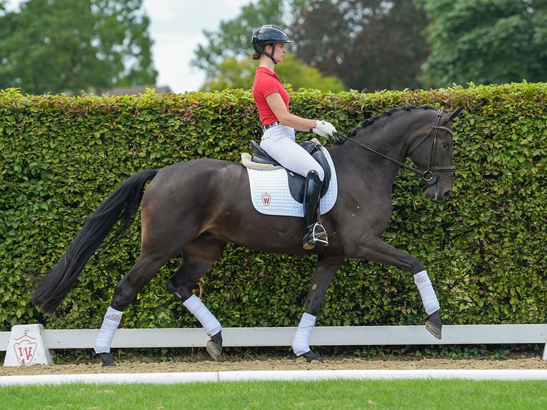 Koń westfalski Wałach 5 lat 170 cm Ciemnogniada in Münster