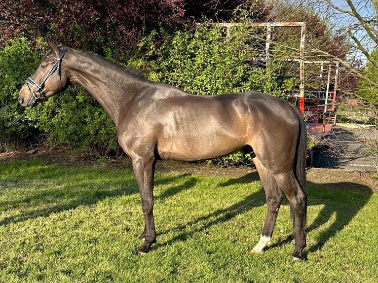 Koń westfalski Wałach 5 lat 170 cm Gniada in Kamen