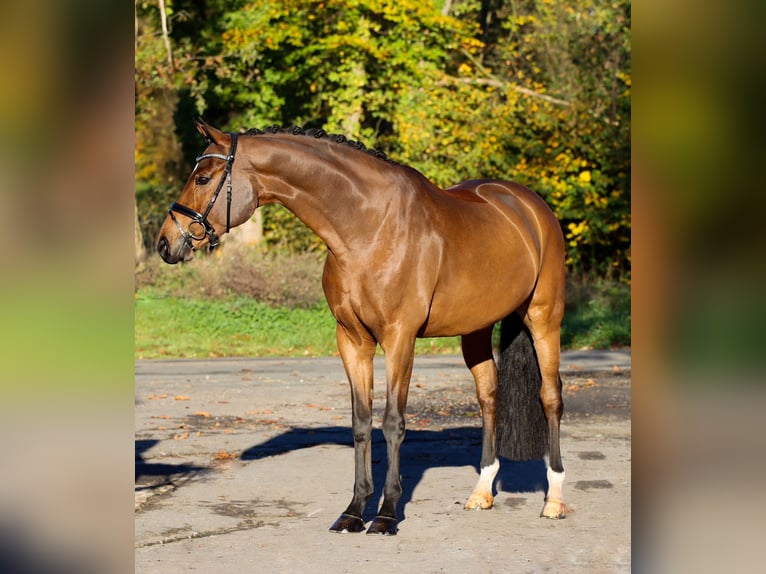 Koń westfalski Wałach 5 lat 170 cm Gniada in Lienen