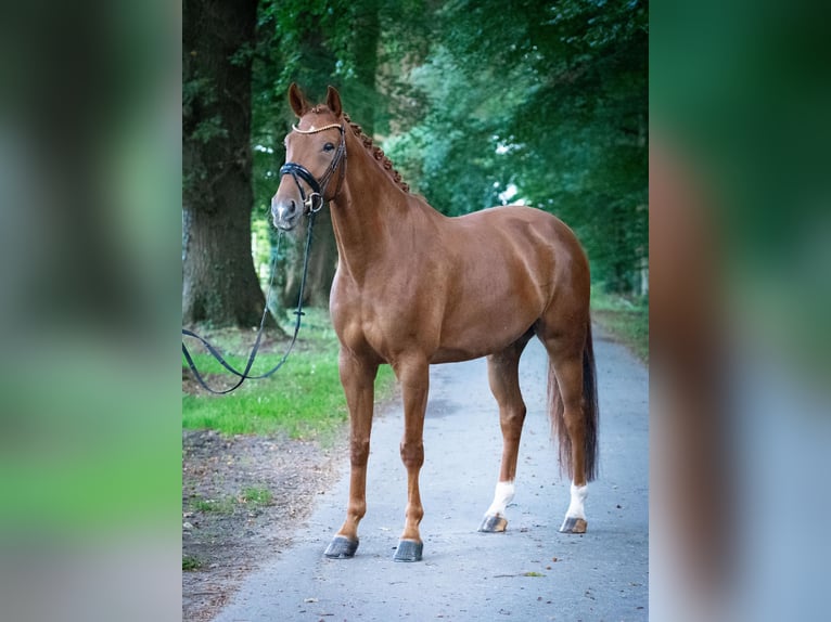 Koń westfalski Wałach 5 lat 170 cm Kasztanowata in Stemwede