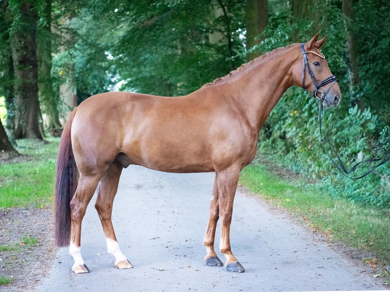 Koń westfalski Wałach 5 lat 170 cm Kasztanowata in Stemwede