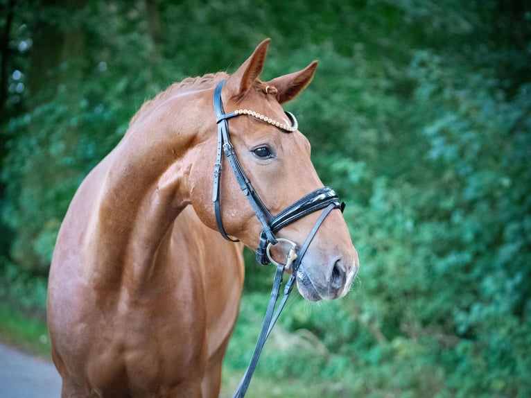 Koń westfalski Wałach 5 lat 170 cm Kasztanowata in Stemwede