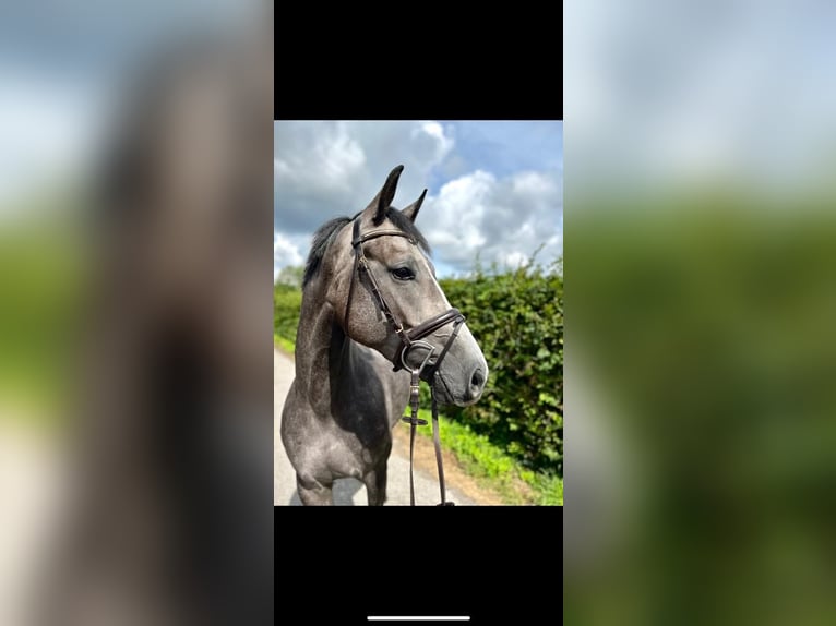 Koń westfalski Wałach 5 lat 170 cm Siwa in Senden