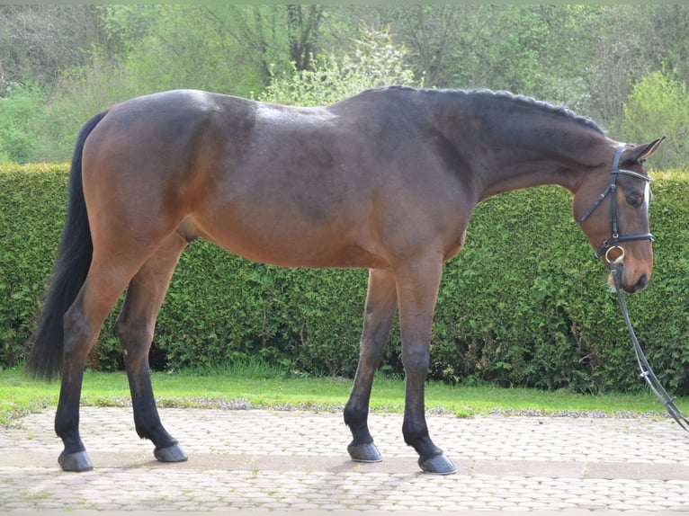 Koń westfalski Wałach 5 lat 171 cm Gniada in Willebadessen