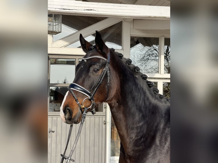 Koń westfalski Wałach 5 lat 172 cm Ciemnogniada in Bad Nauheim