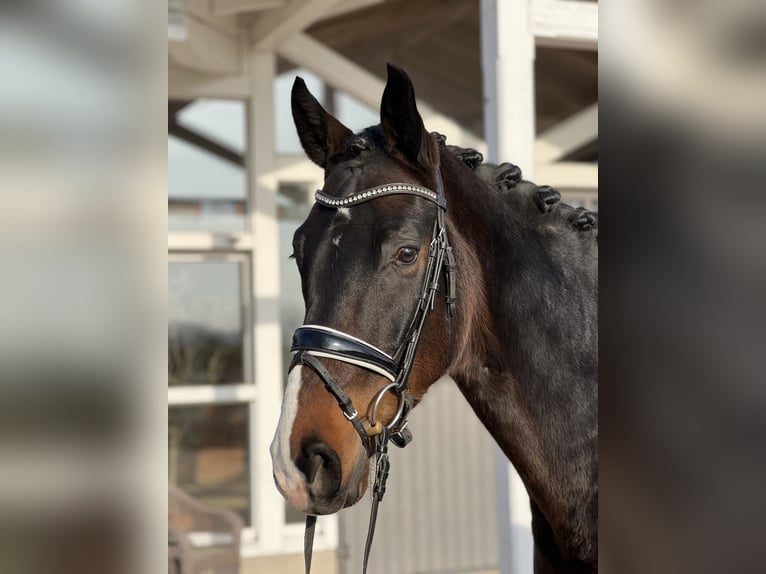 Koń westfalski Wałach 5 lat 172 cm Ciemnogniada in Bad Nauheim