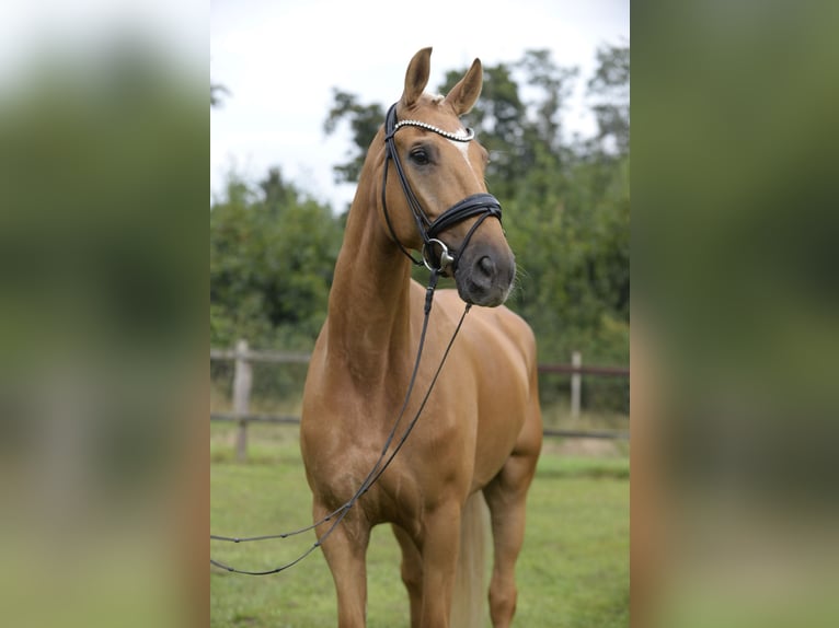 Koń westfalski Wałach 5 lat 172 cm Izabelowata in Sassenberg