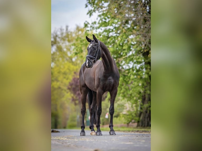 Koń westfalski Wałach 5 lat 172 cm in Hepstedt