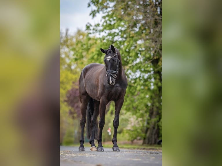 Koń westfalski Wałach 5 lat 172 cm in Hepstedt