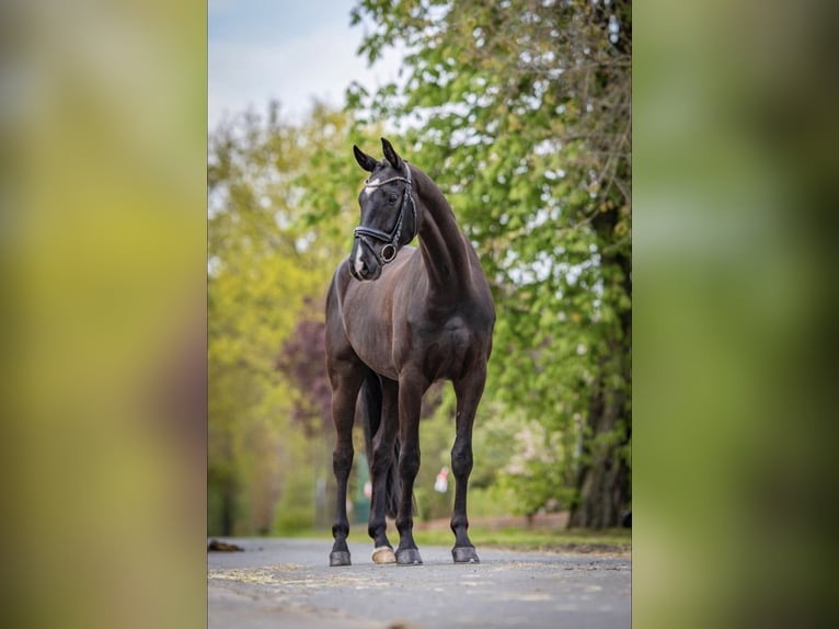 Koń westfalski Wałach 5 lat 172 cm in Hepstedt