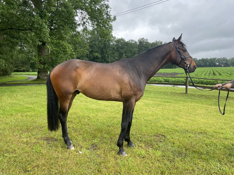 Koń westfalski Wałach 5 lat 173 cm Gniada in Versmold