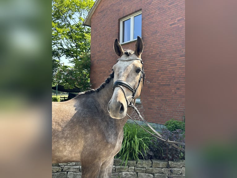 Koń westfalski Wałach 5 lat 173 cm Siwa in HarsewinkelMarienfeld