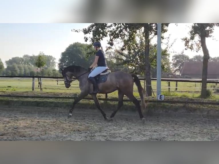 Koń westfalski Wałach 5 lat 173 cm Siwa in HarsewinkelMarienfeld